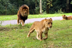 Longleat Safari Park